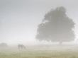Horses In Foggy Field by Gary Crabbe Limited Edition Print