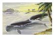 The Irrawaddy Dolphin Travels 900 Miles To The Irrawaddy River by National Geographic Society Limited Edition Print