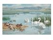 Several Species Of Ducks, Coots, And Swans Share A Sanctuary's Lake by National Geographic Society Limited Edition Print
