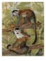 A Painting Of Squirrel Monkeys In A Tree by National Geographic Society Limited Edition Print