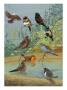 Various Birds Rest In A Birdbath And On Branches That Hang Above by National Geographic Society Limited Edition Print