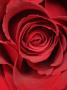 Close-Up Of A Red Rose by Astock Limited Edition Print