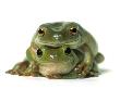 One Frog On Top Of Another, White Background by Darwin Wiggett Limited Edition Print