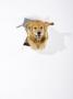 A Golden Retriever Jumping Through White Paper by Julia Christe Limited Edition Pricing Art Print