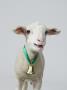 A White Lamb Bleating, Studio Shot by Paul Hudson Limited Edition Print
