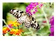 Tree Nymph Butterfly Feeding On Purple Flower, Originates From South Asia by Philip Tull Limited Edition Print