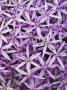 Allium 'Globemaster' by Clive Nichols Limited Edition Print
