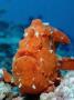 Giant Frogfish Showing Its Fishing Lure (Antennarius Commersonii), Indo-Pacific Ocean. by Reinhard Dirscherl Limited Edition Print