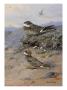 A Painting Of Nighthawks: Chordeiles Minor And Chordeiles Acutipennis by Allan Brooks Limited Edition Pricing Art Print