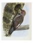 A Painting Of A Red-Shafted Flicker Drilling A Hole In A Tree Trunk by Louis Agassiz Fuertes Limited Edition Print