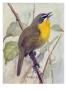 A Painting Of A Singing Yellow-Breasted Chat by Louis Agassiz Fuertes Limited Edition Print