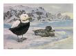 A Painting Of A Pair Of Labrador Ducks; The Species Is Now Extinct by Louis Agassiz Fuertes Limited Edition Print