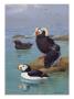 A Painting Of Tufted Puffins And Horned Puffins by Allan Brooks Limited Edition Pricing Art Print