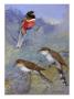 A Painting Of Two Species Of Cuckoo And A Coppery-Tailed Trogon by Allan Brooks Limited Edition Pricing Art Print