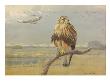 Painting Of An Adult And An Immature American Rough-Legged Hawk by Allan Brooks Limited Edition Pricing Art Print