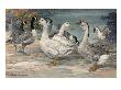 A Painting Of Canadian Geese, Embden Geese And Gray African Geese by Hashime Murayama Limited Edition Pricing Art Print