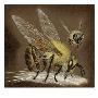 A Painting Of An African Bee Injecting Its Poison. by National Geographic Society Limited Edition Print