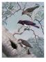 Female Greater Honey-Guide Scouts Starlings' Nest In Acacia Tree. by National Geographic Society Limited Edition Print