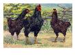 The Cornish Chickens Are Most Used In The Meat Industry. by National Geographic Society Limited Edition Print