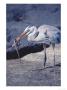 Great Blue Heron, Preying On Marine Iguana Hatchling, Fernandina Island, Galapagos by Mark Jones Limited Edition Print