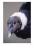 Andean Condor Reina Pacha, Hacienda Zuleta, Ecuador by Mark Jones Limited Edition Pricing Art Print