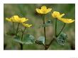 Marsh Marigold, Caltha Palustris by Heikki Nikki Limited Edition Print