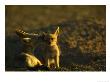 Black-Backed Jackal, Pups At Den Grooming, Mashatu Game Reserve, Botswana by Roger De La Harpe Limited Edition Print