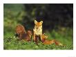 Red Fox, Cubs Suckling From Vixen by Mark Hamblin Limited Edition Pricing Art Print
