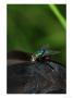 Green Bottle Fly, Green Bottle Fly On Carcass Of Dead Carrion Crow, London, Uk by Elliott Neep Limited Edition Print