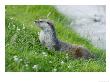 European Otter On Grass Bank Near Water, Sussex, Uk by Elliott Neep Limited Edition Print