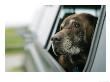 Labrador Retriever, Chocolate Labrador Retriever Dog With Head Out Of Car Window, Usa by Roy Toft Limited Edition Print