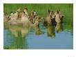 Bactrian Camel Keeping Cool In Waterasia by Brian Kenney Limited Edition Pricing Art Print