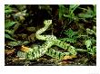 Sumatran Pit Viper, Lowland Rainforest, Sabah by Michael Fogden Limited Edition Pricing Art Print