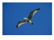 Lesser Black-Backed Gull, Juvenile Soaring, Pembrokeshire, Uk by Elliott Neep Limited Edition Pricing Art Print