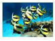 Banner Fish, St. Johns Reef, Red Sea by Mark Webster Limited Edition Print