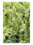 Endive, Cichorium Endivia Moss Curled by Kidd Geoff Limited Edition Print