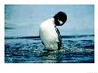 Common Loon, Bow-Jumping Posture, Quebec, Canada by Philippe Henry Limited Edition Print
