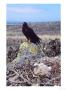 Galapagos Hawk, With Chick On Nest, Galapagos by Mark Jones Limited Edition Print