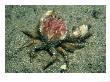 Circular Crab, Islay, Scotland by Paul Kay Limited Edition Pricing Art Print