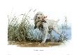 Spinone by Sandro Nardini Limited Edition Print