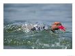 Red-Crested Pochard, Male Emerging From Underwater, Lake Geneva, Switzerland by Elliott Neep Limited Edition Print