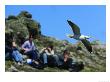 Lesser Black-Backed Gull, Flying Past A Group Of Bird-Watchers, Pembrokeshire, Uk by Elliott Neep Limited Edition Print