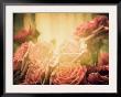 The Rose Collection #3 by Tracy Edgar Limited Edition Print