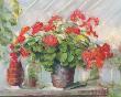 Potting Geraniums by Carol Rowan Limited Edition Print