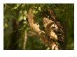 Brown Fish Owl, Owl Perched On Branch In Warm Dappled Light, Madhya Pradesh, India by Elliott Neep Limited Edition Pricing Art Print