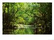 Everglades National Park, Usa by David Boag Limited Edition Print