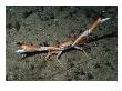 Mud Runner Crab, Outer Hebrides, Scotland by Paul Kay Limited Edition Print