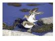 Common Sandpiper, Pair Mating, Scotland by Mark Hamblin Limited Edition Print