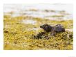 European Otter, Male Resting On Seaweed Covered Rocks, Scotland by Elliott Neep Limited Edition Print