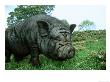 Vietnamese Pot-Bellied Pig, Sus Scrofa by Mark Hamblin Limited Edition Pricing Art Print
